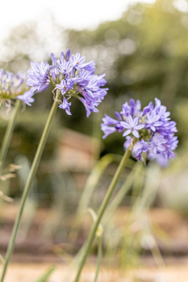 La Metairie Saint-Michel De Quinipily - Les Gites De Kerouzec - Nature Et Detente ボー エクステリア 写真